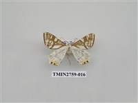 藏品(尺蛾328)的圖片